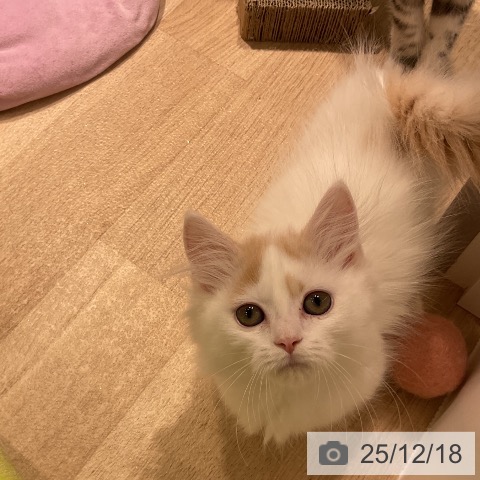 三重県のミヌエット (ペットプラス 鈴鹿店/2025年9月21日生まれ/男の子/クリームタビーホワイト)の子猫の3枚目の画像