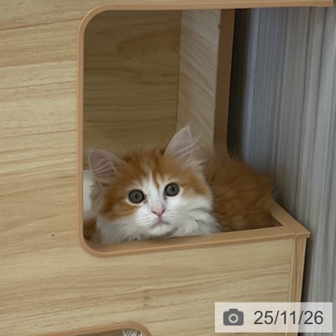 ミヌエットの写真