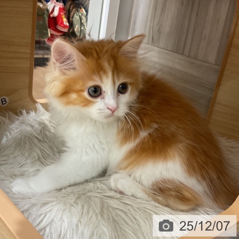 愛知県のミヌエット (ペットプラス 熱田店/2025年9月21日生まれ/女の子/レッドタビーホワイト)の子猫の4枚目の画像