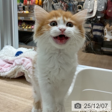 愛知県のミヌエット (ペットプラス 熱田店/2025年9月21日生まれ/女の子/レッドタビーホワイト)の子猫の3枚目の画像