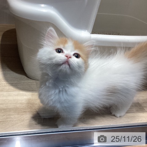 ミヌエットの写真