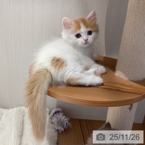 ミヌエットの写真