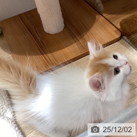 岐阜県のミヌエット (ペットプラス 各務原店/2025年9月21日生まれ/女の子/レッドタビーホワイト)の子猫の4枚目の画像