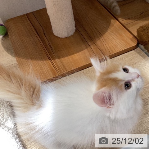 岐阜県のミヌエット (ペットプラス 各務原店/2025年9月21日生まれ/女の子/レッドタビーホワイト)の子猫の3枚目の画像