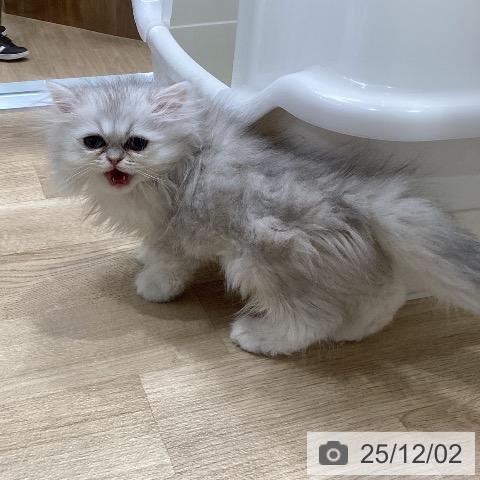 愛知県のペルシャ (ペットプラス ナゴヤドーム前店/2025年9月14日生まれ/男の子/チンチラシルバー)の子猫の4枚目の画像
