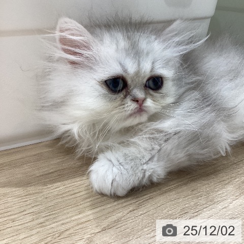 愛知県のペルシャ (ペットプラス ナゴヤドーム前店/2025年9月14日生まれ/男の子/チンチラシルバー)の子猫の3枚目の画像