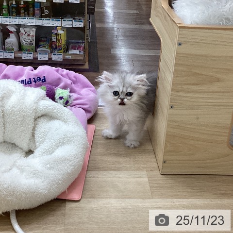 愛知県のペルシャ (ペットプラス 千音寺店/2025年9月14日生まれ/女の子/シェーデットシルバー)の子猫の4枚目の画像
