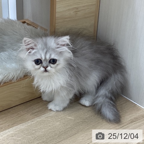 愛知県のペルシャ (ペットプラス 千音寺店/2025年9月14日生まれ/女の子/シェーデットシルバー)の子猫の3枚目の画像