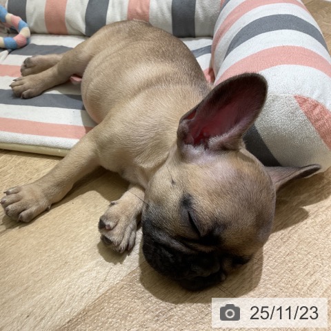 フレンチ・ブルドッグの写真