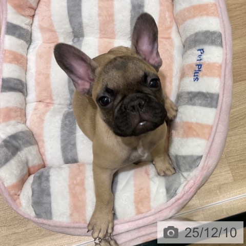 愛知県のフレンチブルドッグ (ペットプラス イオンモール豊川店/2025年9月20日生まれ/男の子/フォーン)の子犬の4枚目の画像