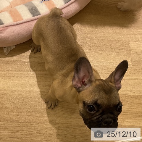 愛知県のフレンチブルドッグ (ペットプラス イオンモール豊川店/2025年9月20日生まれ/男の子/フォーン)の子犬の3枚目の画像