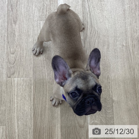 愛知県のフレンチブルドッグ (ペットプラス 豊橋牧野店/2025年9月20日生まれ/男の子/フォーン)の子犬の3枚目の画像