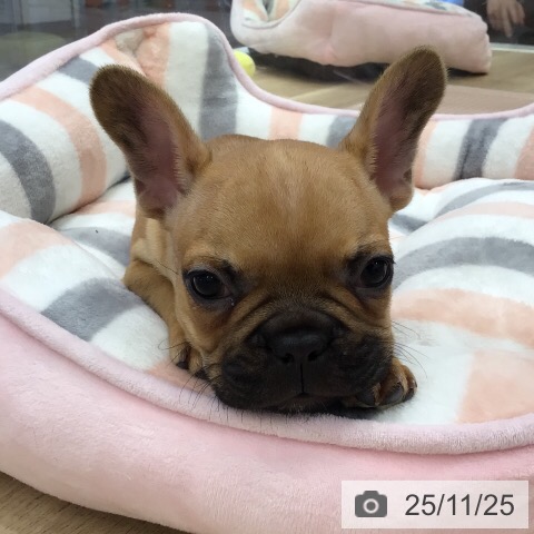 フレンチ・ブルドッグの写真