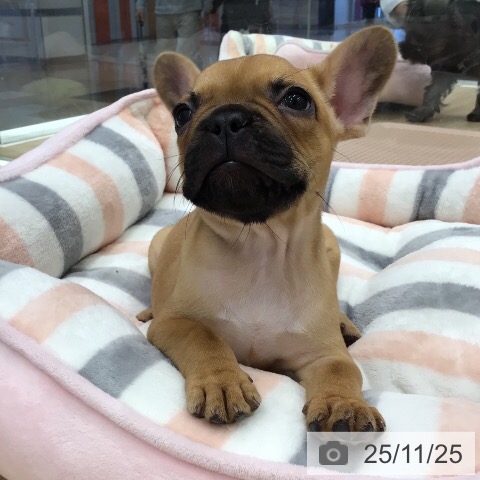 フレンチ・ブルドッグの写真