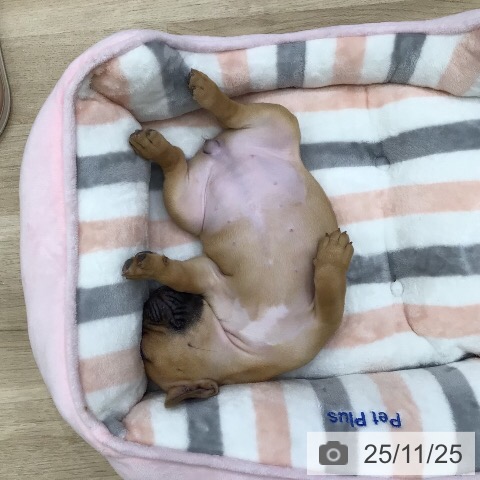 フレンチ・ブルドッグの写真