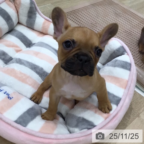 フレンチ・ブルドッグの写真