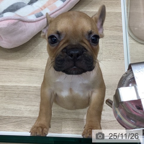 フレンチ・ブルドッグの写真