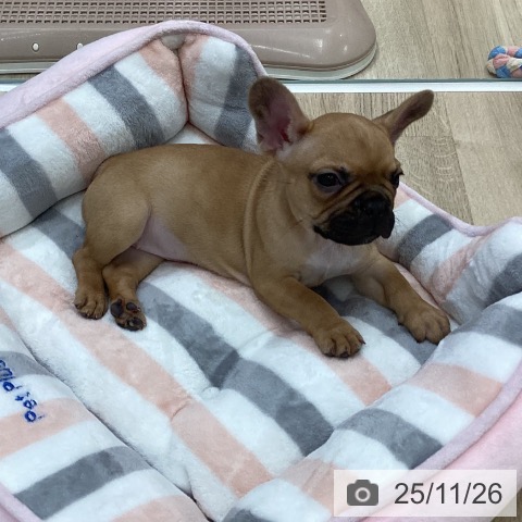 フレンチ・ブルドッグの写真