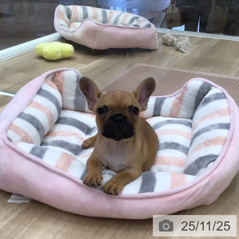 フレンチ・ブルドッグの写真