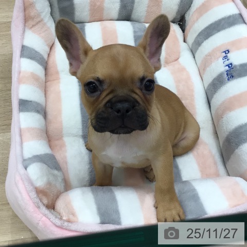 フレンチ・ブルドッグの写真