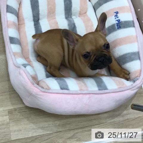 フレンチ・ブルドッグの写真