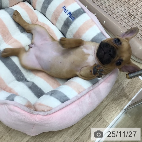 フレンチ・ブルドッグの写真