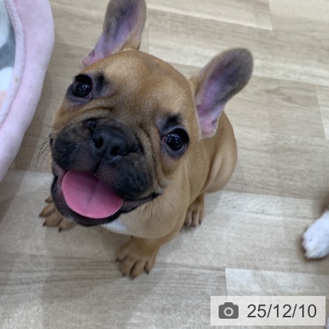 フレンチ・ブルドッグの写真