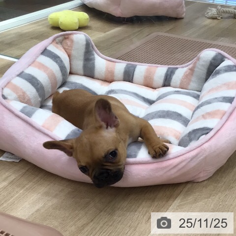 フレンチ・ブルドッグの写真