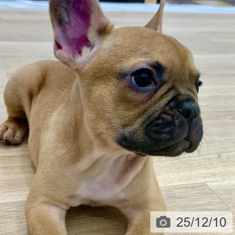 フレンチ・ブルドッグの写真