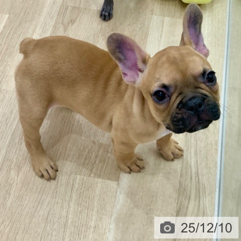 フレンチ・ブルドッグの写真