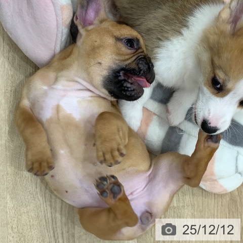 岐阜県のフレンチブルドッグ (ペットプラス 光ケ丘店/2025年9月20日生まれ/女の子/フォーン)の子犬の4枚目の画像