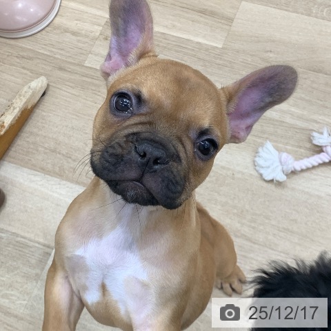 フレンチ・ブルドッグの写真