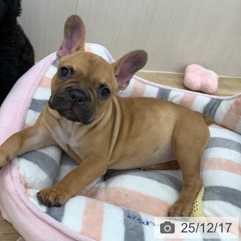 岐阜県のフレンチブルドッグ (ペットプラス 光ケ丘店/2025年9月20日生まれ/女の子/フォーン)の子犬の4枚目の画像