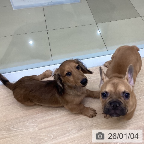 三重県のフレンチブルドッグ (ペットプラス 四日市泊店/2025年9月20日生まれ/女の子/フォーン)の子犬の4枚目の画像