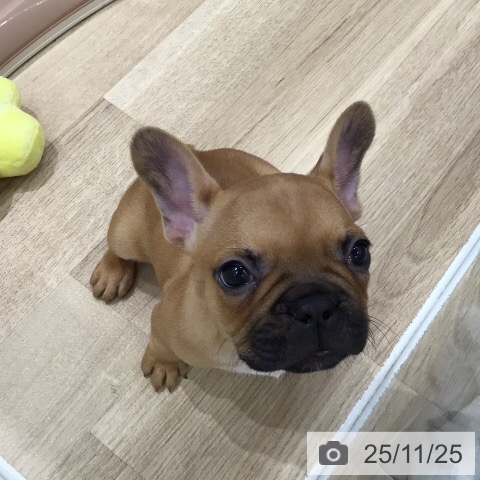 フレンチ・ブルドッグの写真
