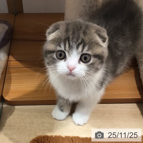 スコティッシュフォールドの写真