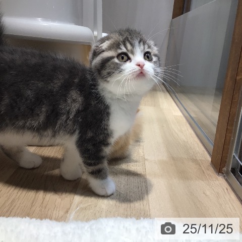 スコティッシュフォールドの写真