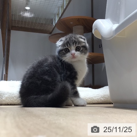 スコティッシュフォールドの写真