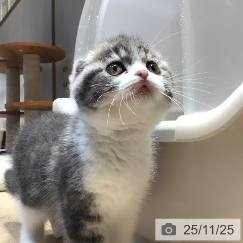 スコティッシュフォールドの写真