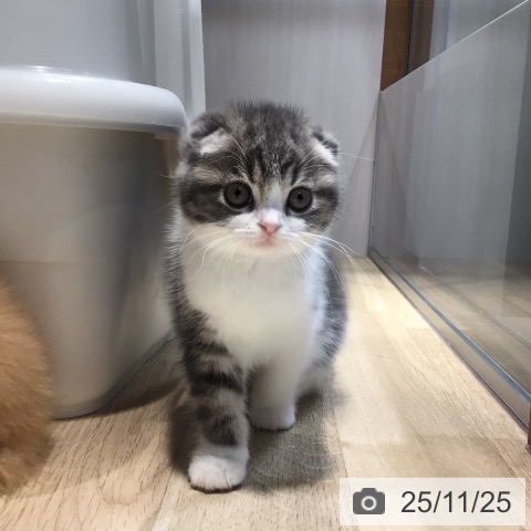 スコティッシュフォールドの写真