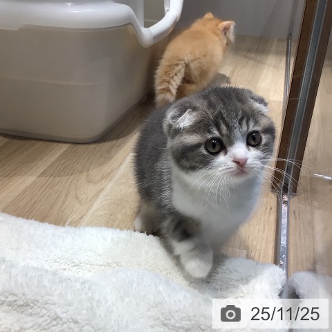 スコティッシュフォールドの写真