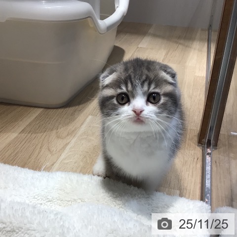 スコティッシュフォールドの写真