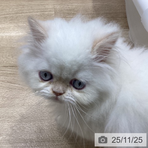 ヒマラヤンの写真