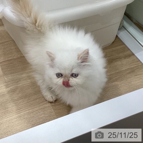 ヒマラヤンの写真