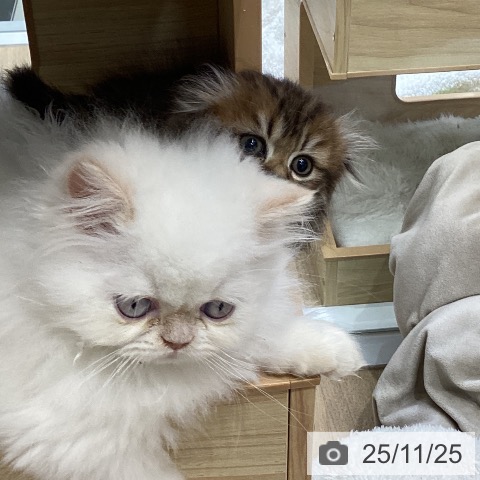 ヒマラヤンの写真