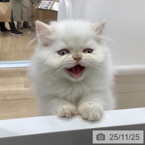 ヒマラヤンの写真