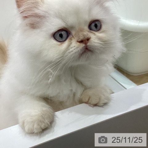 ヒマラヤンの写真