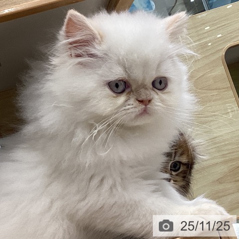 ヒマラヤンの写真