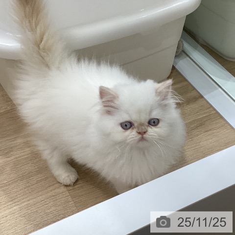 ヒマラヤンの写真