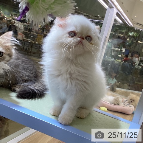 愛知県のヒマラヤン (ペットプラス mozoワンダーシティ店/2025年9月12日生まれ/男の子/フレームポイント)の子猫の4枚目の画像